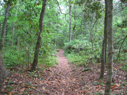 trail through the maritime forest
