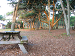 picnic tables under large live oaks