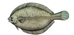 flounder